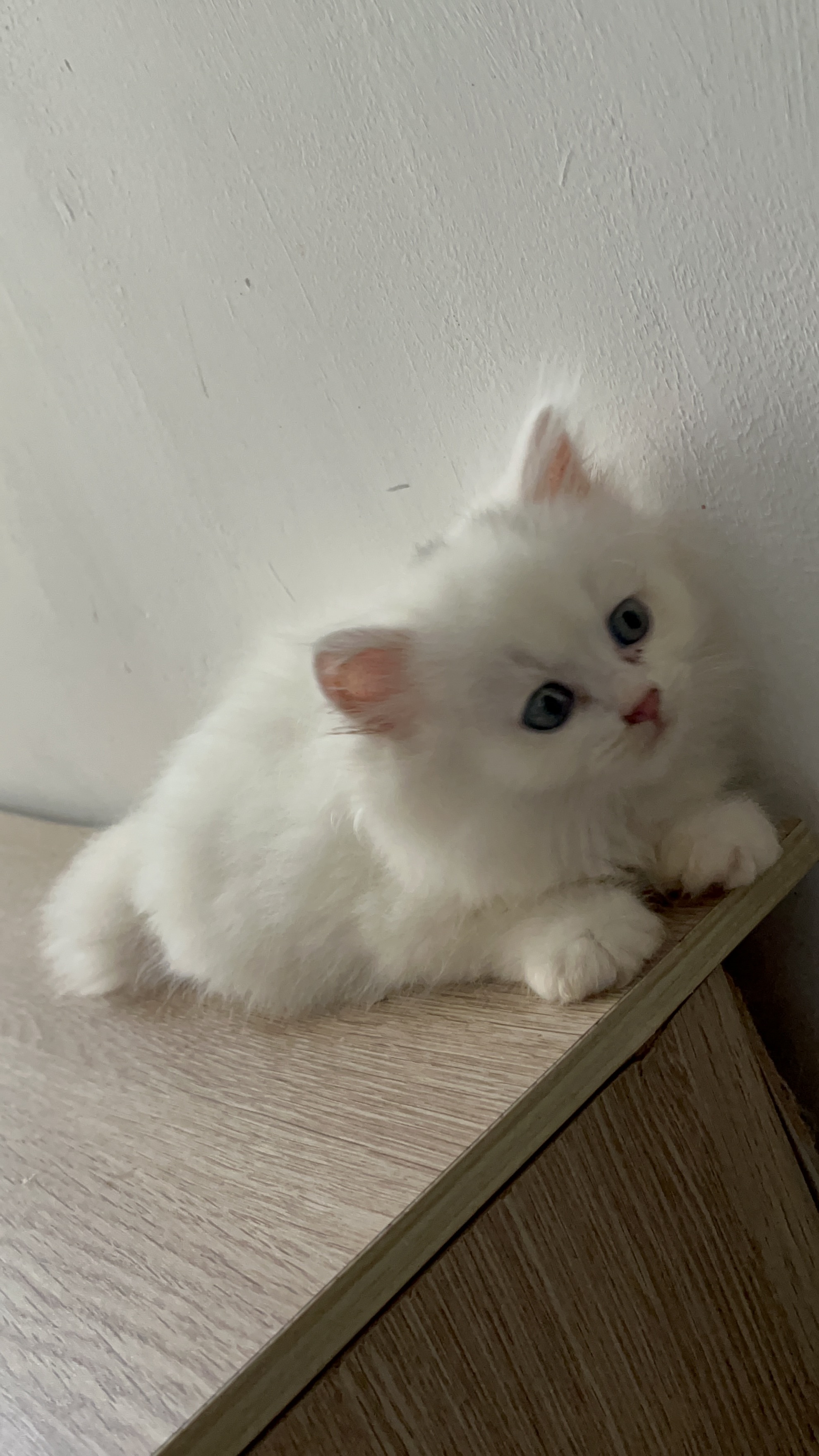 银白高地猫，长毛白猫